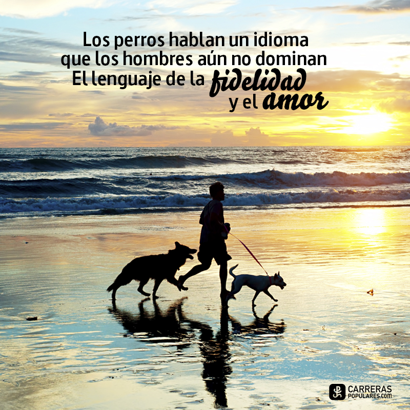 Los perros hablan un idioma que los hombres aún no dominan. El lenguaje de la fidelidad y el amor