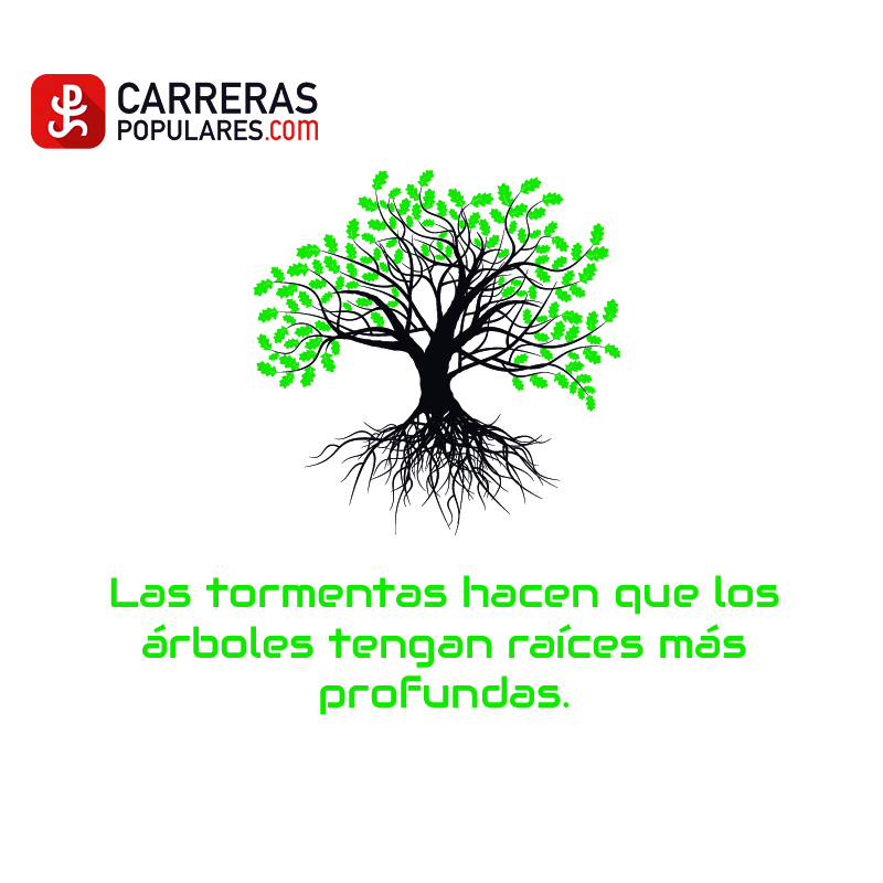 Las tormentas hacen que los árboles tengan raíces más 
profundas.
