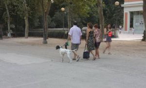 Es preferible llevar el perro siempre atado en zonas muy concurridas