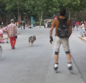 A veces podemos encontrarnos con perros sueltos y sin controlar en los parques