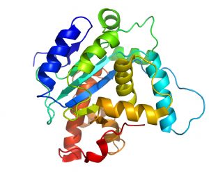 Representación de las proteínas